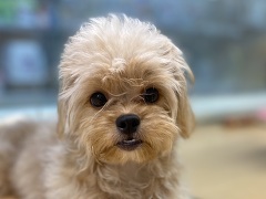 ミックス(ペキニーズ×トイプードル)