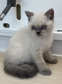 ブリティッシュショートヘア