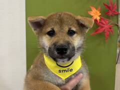 柴犬